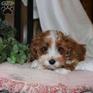 Timothy, Mini Goldendoodle Puppy