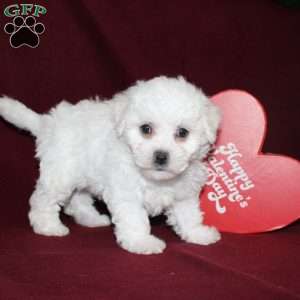 Cassie, Bichon Frise Puppy