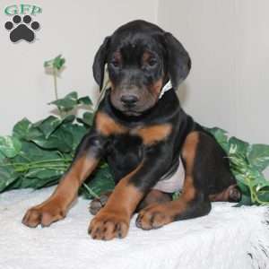 Lonnie, Doberman Pinscher Puppy