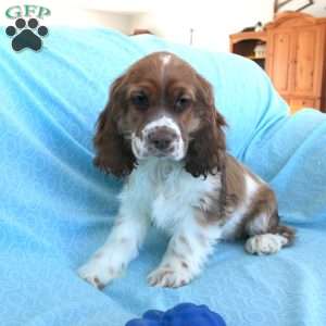 Jolly, Cocker Spaniel Puppy