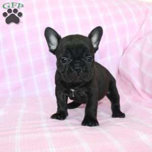 Sara, French Bulldog Puppy