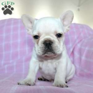 Shiloh, French Bulldog Puppy