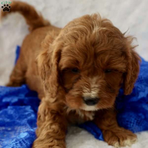 Blue, Cavapoo Puppy