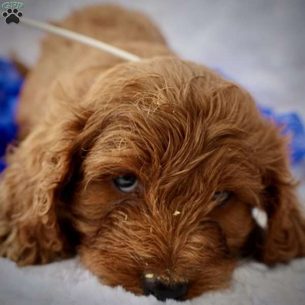 White, Cavapoo Puppy