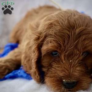 White, Cavapoo Puppy