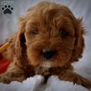 Yellow, Cavapoo Puppy