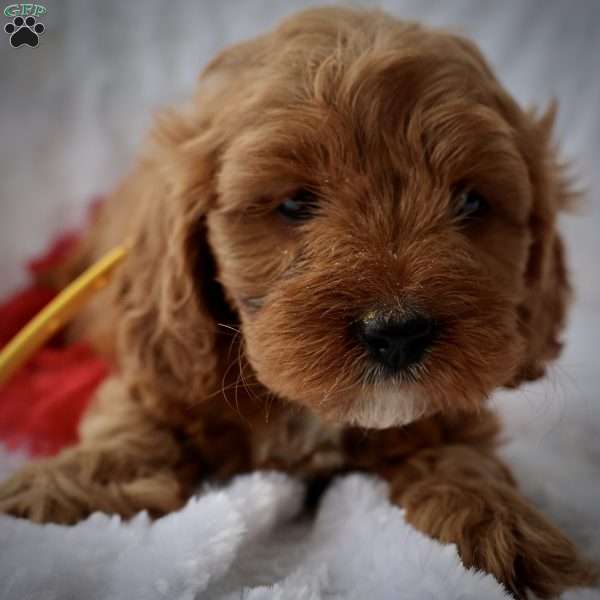 Yellow, Cavapoo Puppy