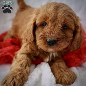 Maroon, Cavapoo Puppy