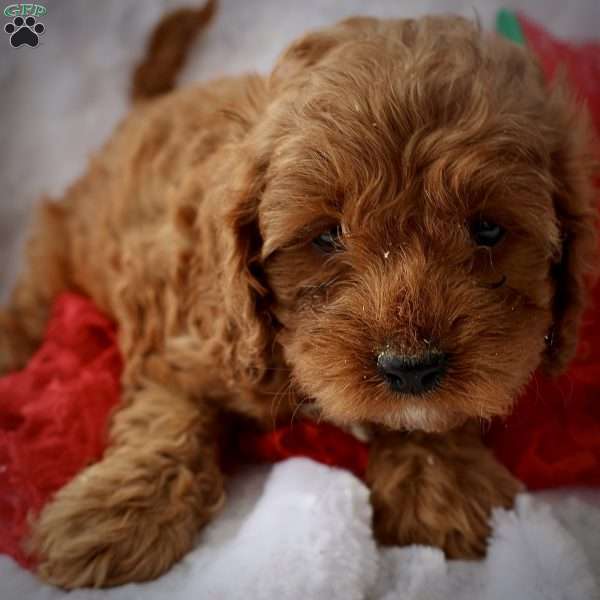 Maroon, Cavapoo Puppy