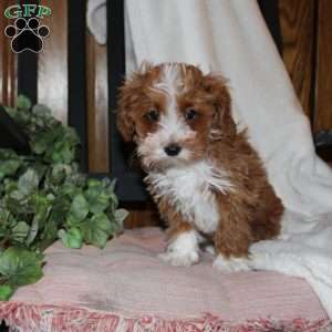 Timothy, Mini Goldendoodle Puppy