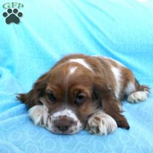 Jolly, Cocker Spaniel Puppy