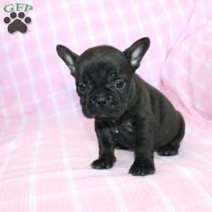 Sara, French Bulldog Puppy