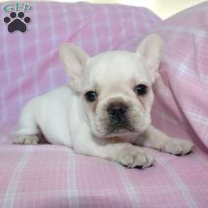 Shiloh, French Bulldog Puppy