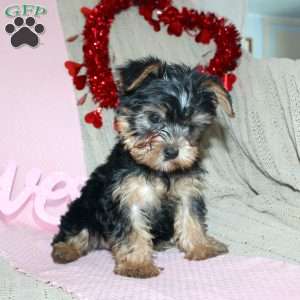 David, Yorkie Puppy