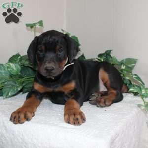 Lonnie, Doberman Pinscher Puppy