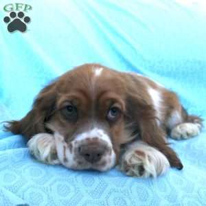 Jolly, Cocker Spaniel Puppy