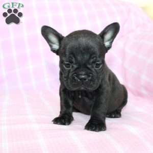 Sara, French Bulldog Puppy