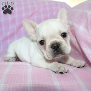 Shiloh, French Bulldog Puppy