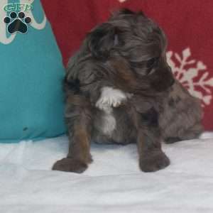 Sasha, Aussiedoodle Puppy