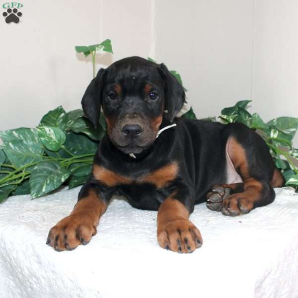 Lonnie, Doberman Pinscher Puppy