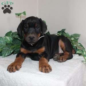 Lonnie, Doberman Pinscher Puppy