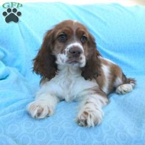 Jolly, Cocker Spaniel Puppy