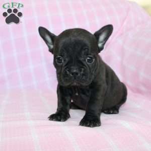 Sara, French Bulldog Puppy