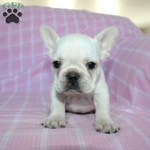 Shiloh, French Bulldog Puppy