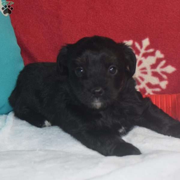 Quincy, Aussiedoodle Puppy