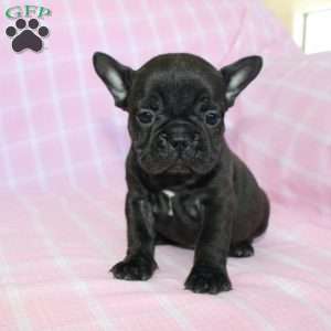 Sara, French Bulldog Puppy