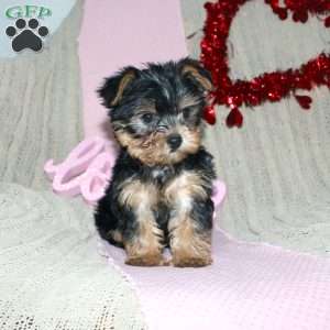 David, Yorkie Puppy