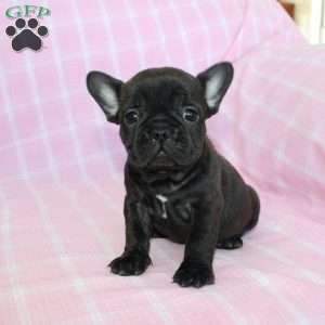 Sara, French Bulldog Puppy