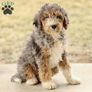 Alexa, Mini Sheepadoodle Puppy