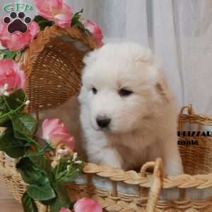 Blizzard, Great Pyrenees Puppy