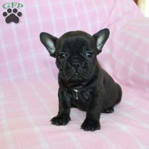 Sara, French Bulldog Puppy