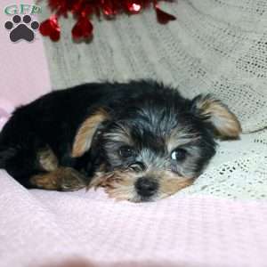 David, Yorkie Puppy