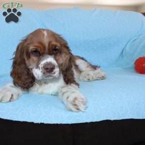 Jolly, Cocker Spaniel Puppy