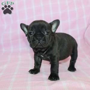 Sara, French Bulldog Puppy