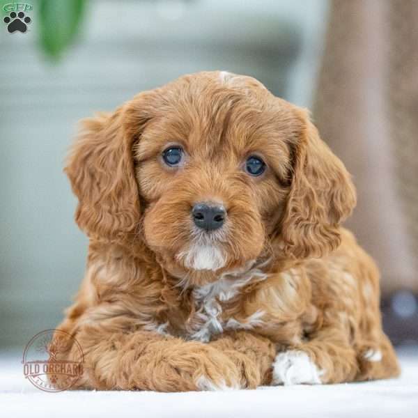 Scooby, Cavapoo Puppy