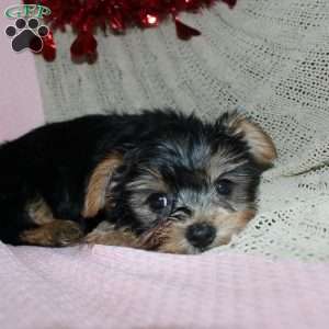 David, Yorkie Puppy