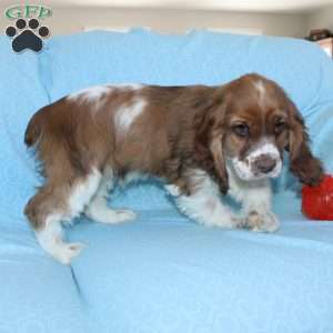 Jolly, Cocker Spaniel Puppy