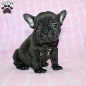 Sara, French Bulldog Puppy