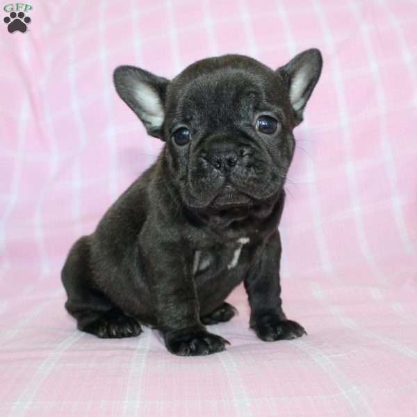 Sara, French Bulldog Puppy