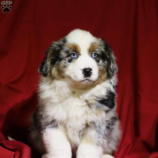 Chase, Australian Shepherd Puppy