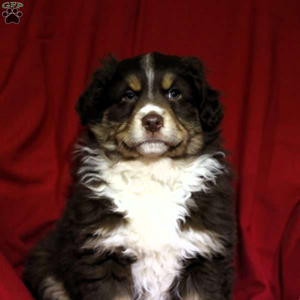 Chief, Australian Shepherd Puppy