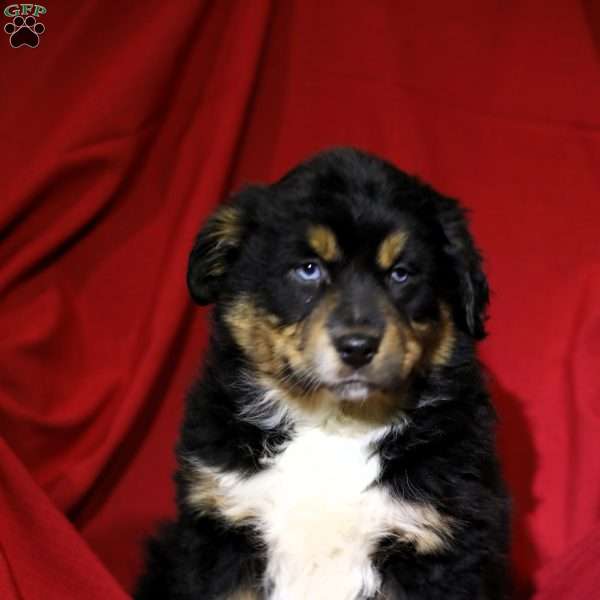 Chloe, Australian Shepherd Puppy