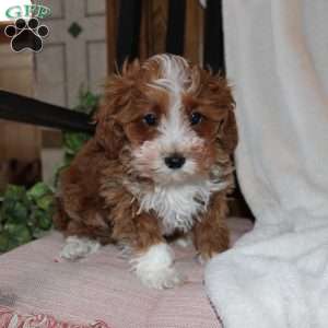 Timothy, Mini Goldendoodle Puppy