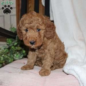 Laura, Mini Goldendoodle Puppy