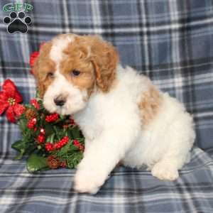 Sprinkles, Mini Goldendoodle Puppy