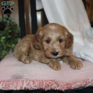 Lilly, Mini Goldendoodle Puppy